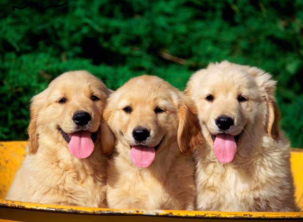 Cute Lab Puppies Wallpaper Dogs Cute Wallpaper Puppies