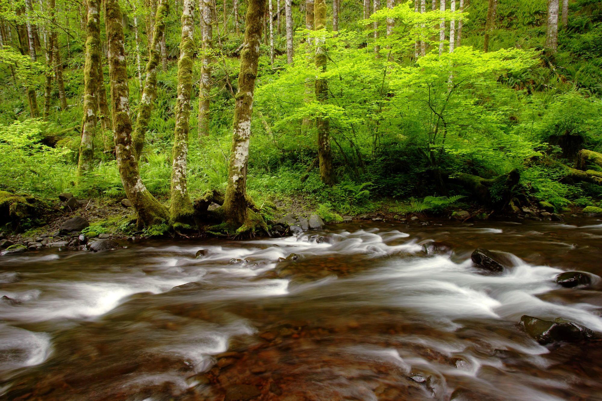 Gales Creek Tillamook State Forest Oregon By Aaditya Desktop