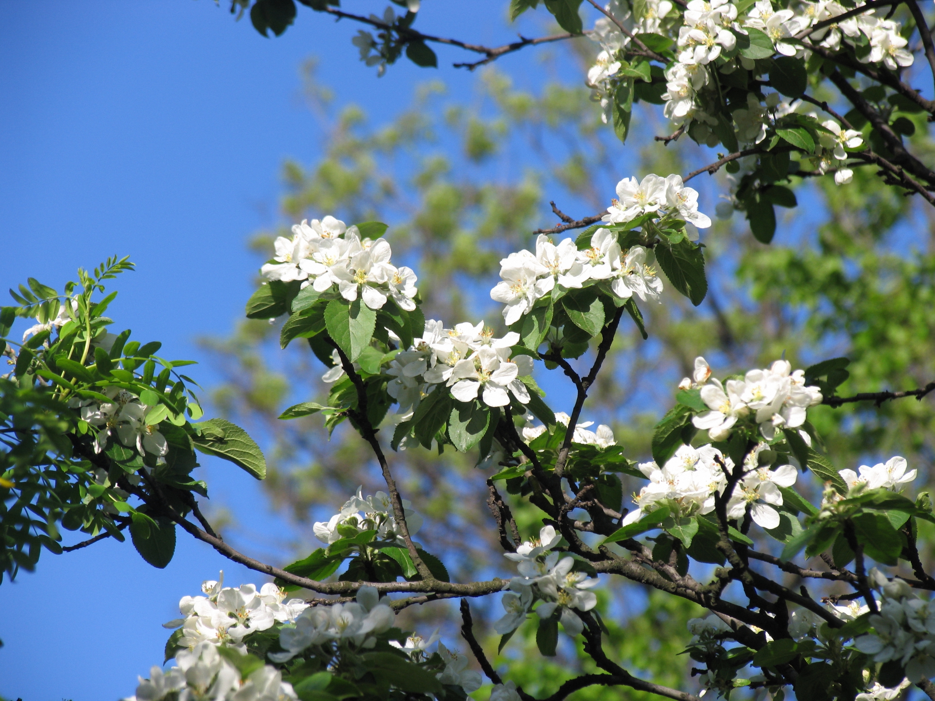 Wallpaper Spring Flowers Apple Tree Blossoms Tender White Petals