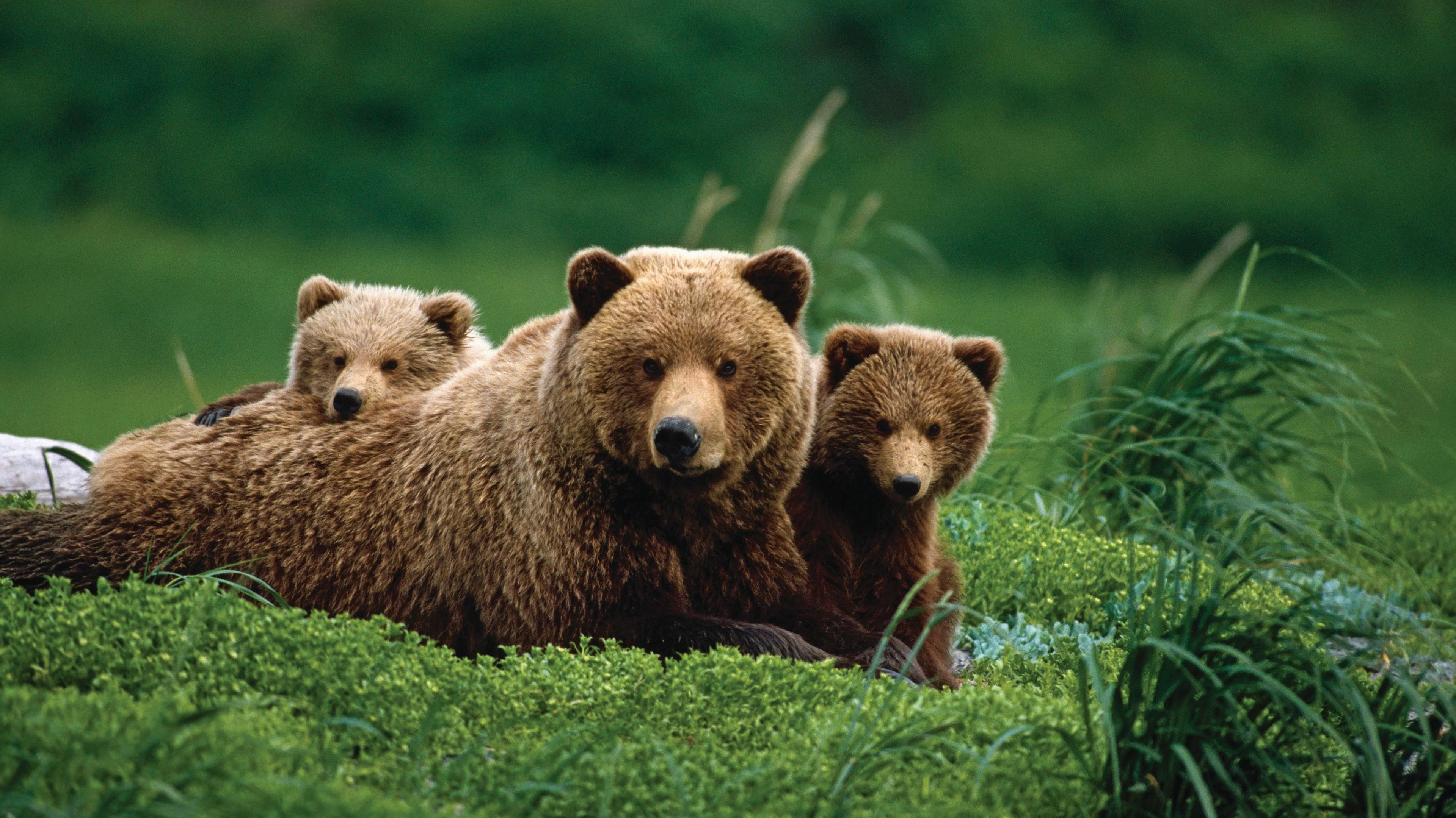 Cute Aesthetic Bear Wallpaper Bears W