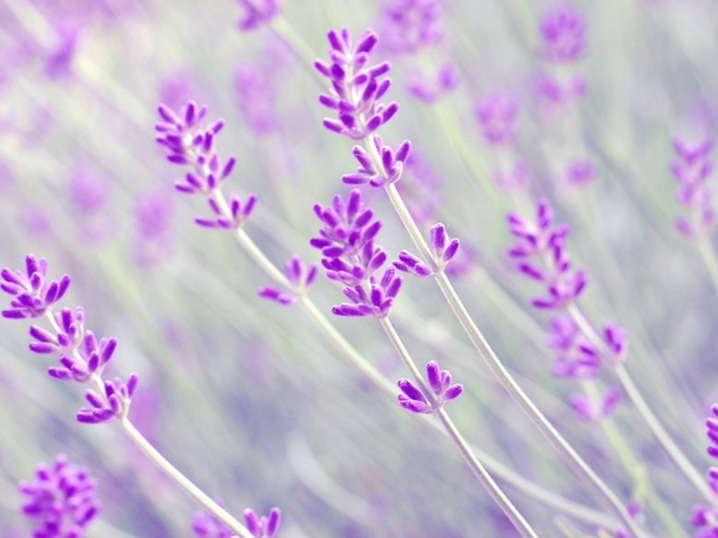 Lavender Flowers Macro Wallpaper Desktop Wallpaper with 1024x768