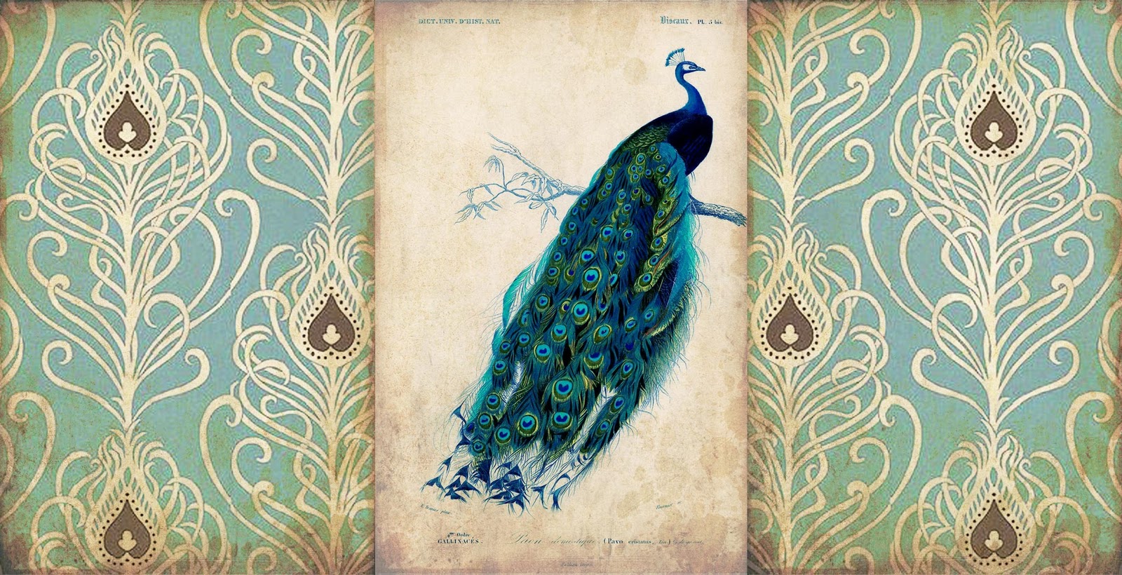 Walliepad Wallpaper For iPad Peacock