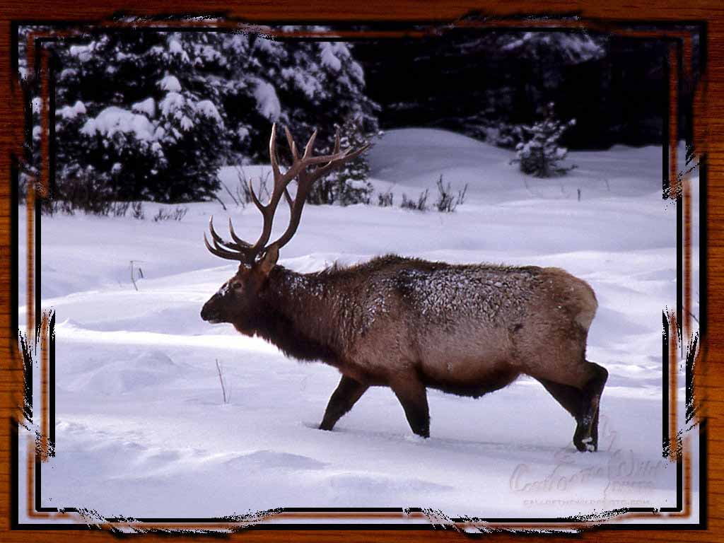 HD Wallpaper Elk