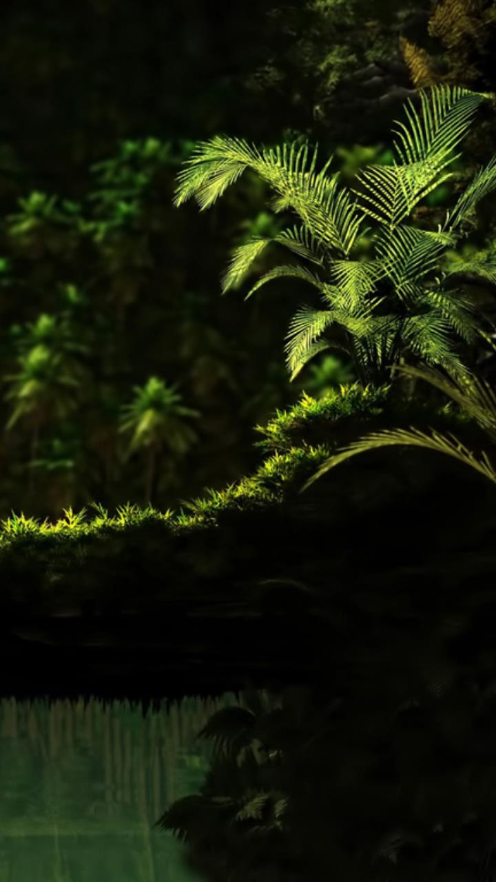Green Plant Dark Shadow Forest Wallpaper HD Mobile Desktop