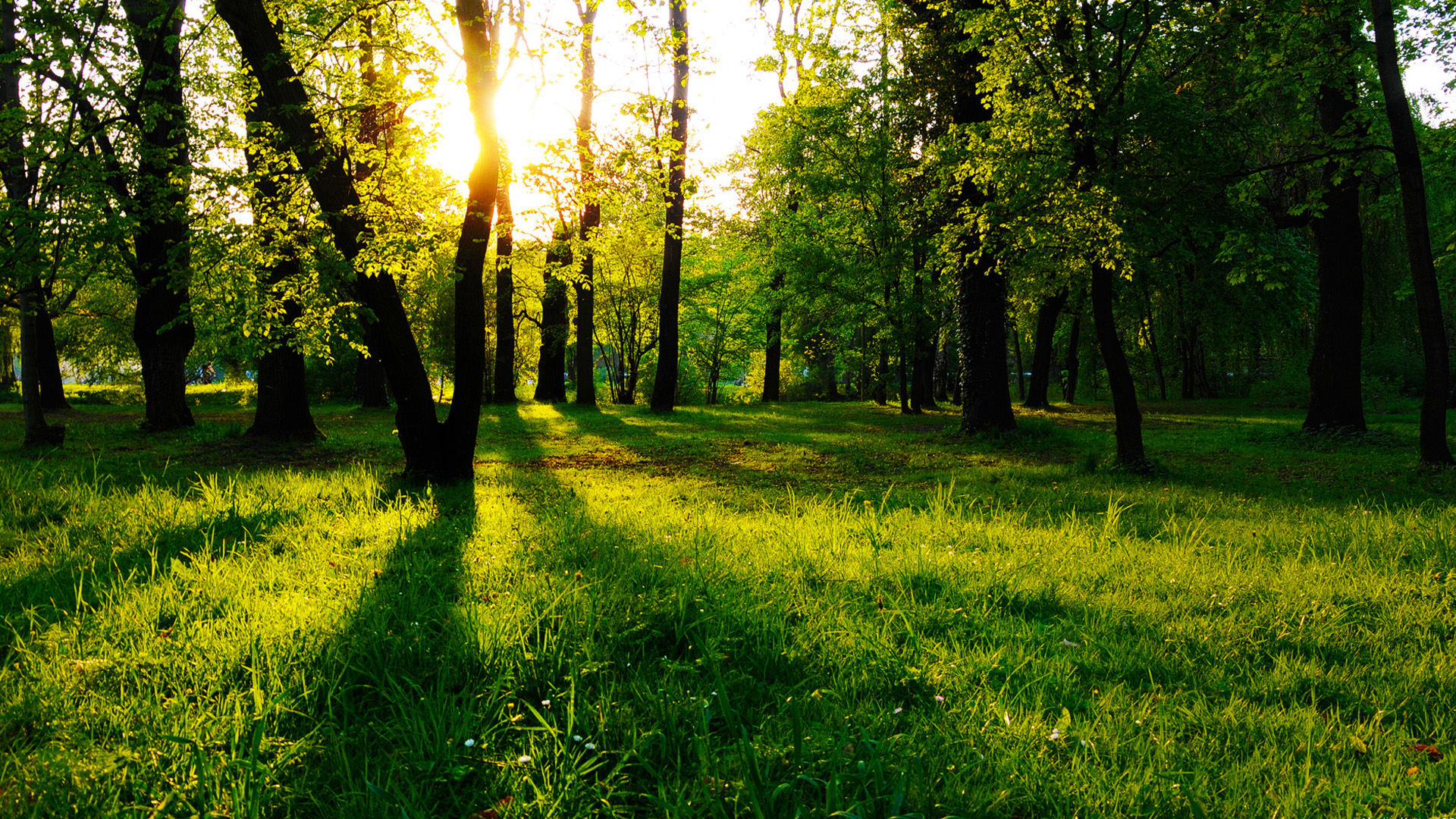 Beautiful green jungle wallpaper Green Backgrounds Pictures and