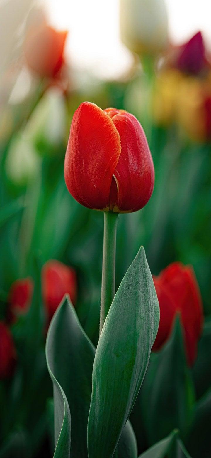 Lovely Red Tulips In Bloom 4k Phone Wallpaper And