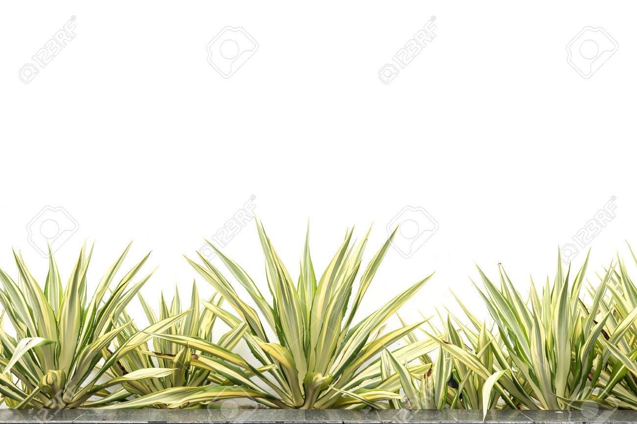 Free download Green Agave Decorative Plant Isolated On White Background