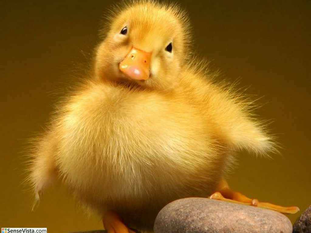 Baby Duck Wallpapers HD Wallpapers Pics
