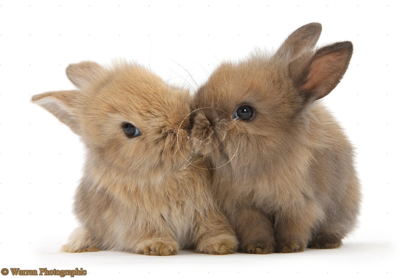 Cute Baby Rabbits 9888 Hd Wallpapers in Animals   Imagescicom