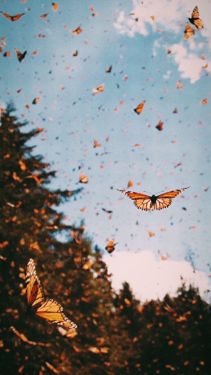 Goodvibes Butterfly Wallpaper Nature