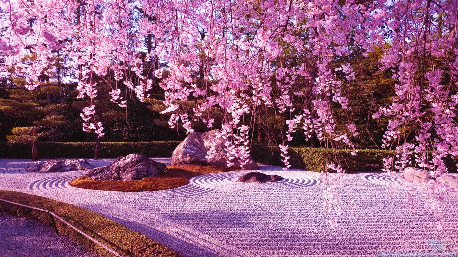 Japanese Cherry Blossom Garden Wallpaperhttprefreshroseblogspot