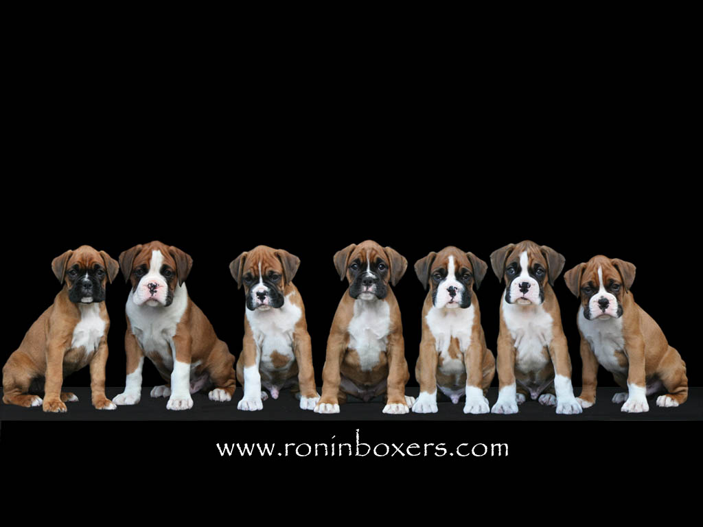 Wallpaper Boxer Photos Gallery Contact Ronin Boxers Puppies