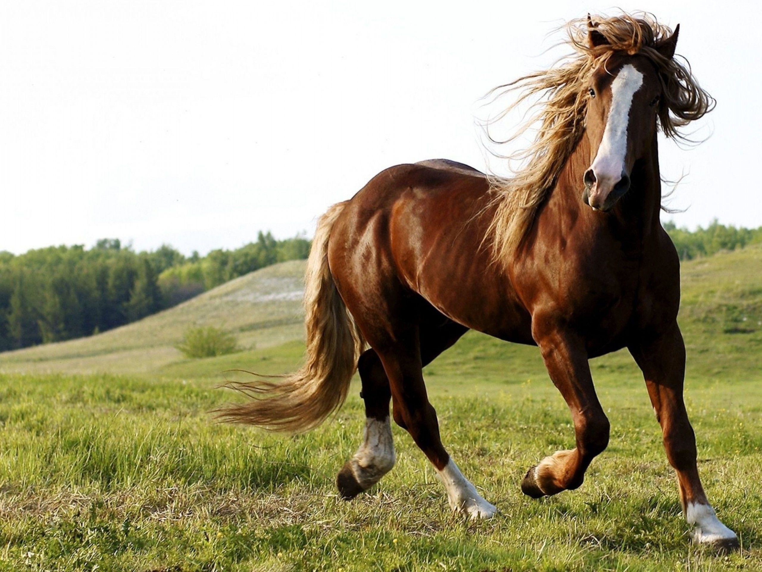 Horse Wallpaper For Computer