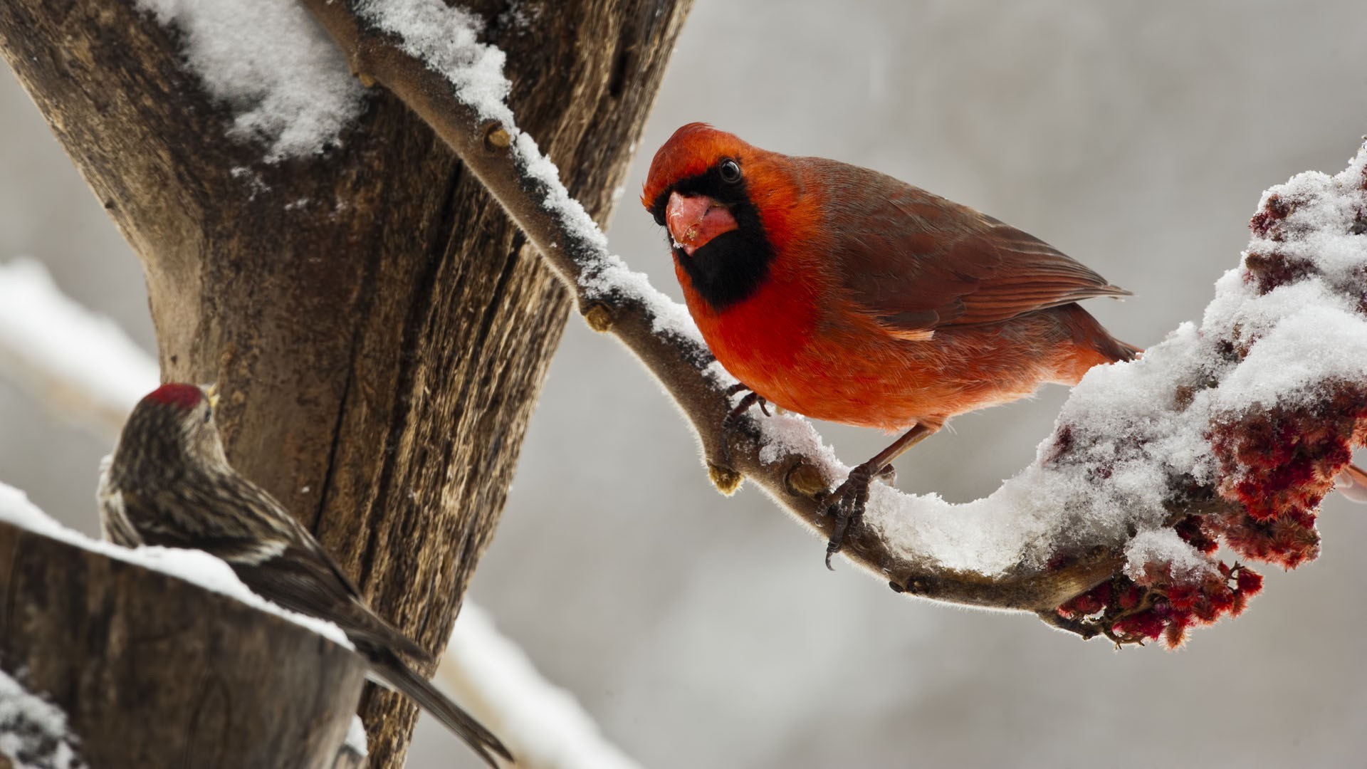 Birds Nature Wallpaper