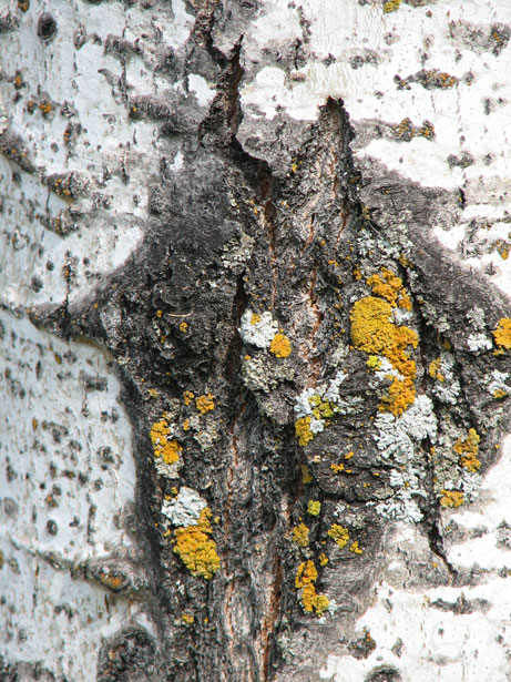 Tree Bark Texture Quotesclub