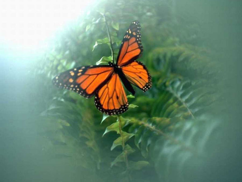Butterfly Wallpaper   Butterflies Wallpaper 631165
