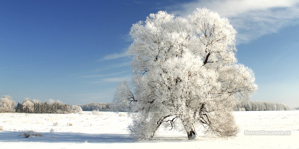 Winter Tree On A Cold Day Jpg