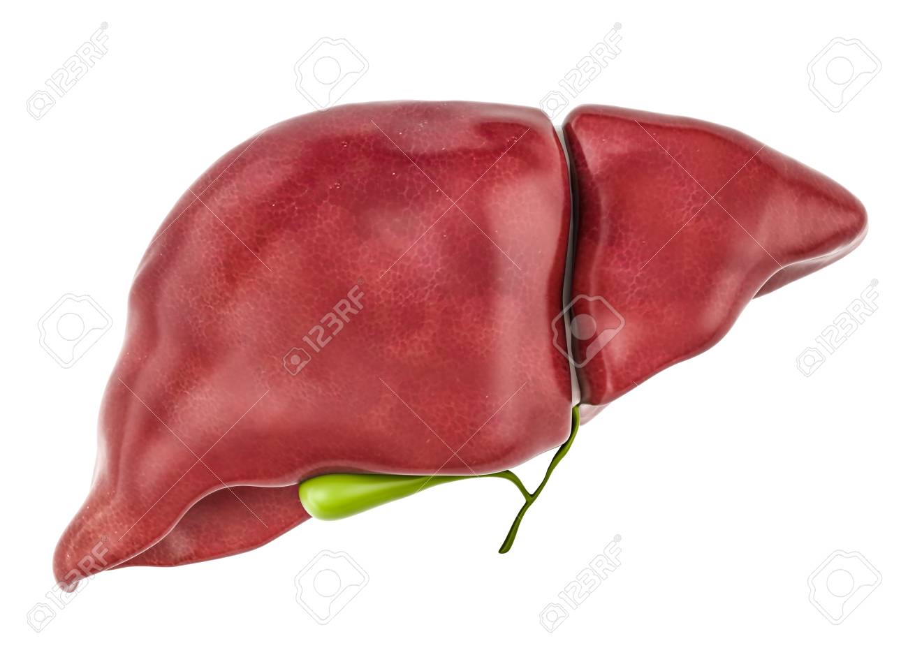 Healthy Human Liver With Gallbladder 3d Rendering Isolated On