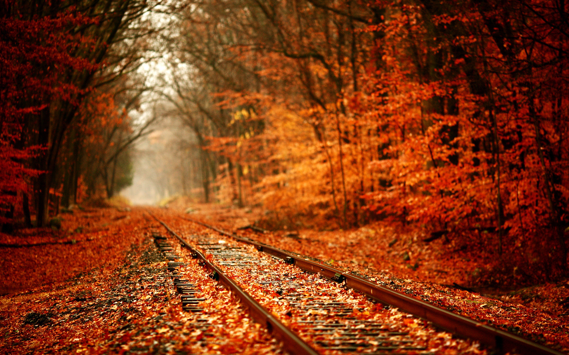 Railroad Autumn Fall Seasons Leaves Colors Trees Forest Wallpaper