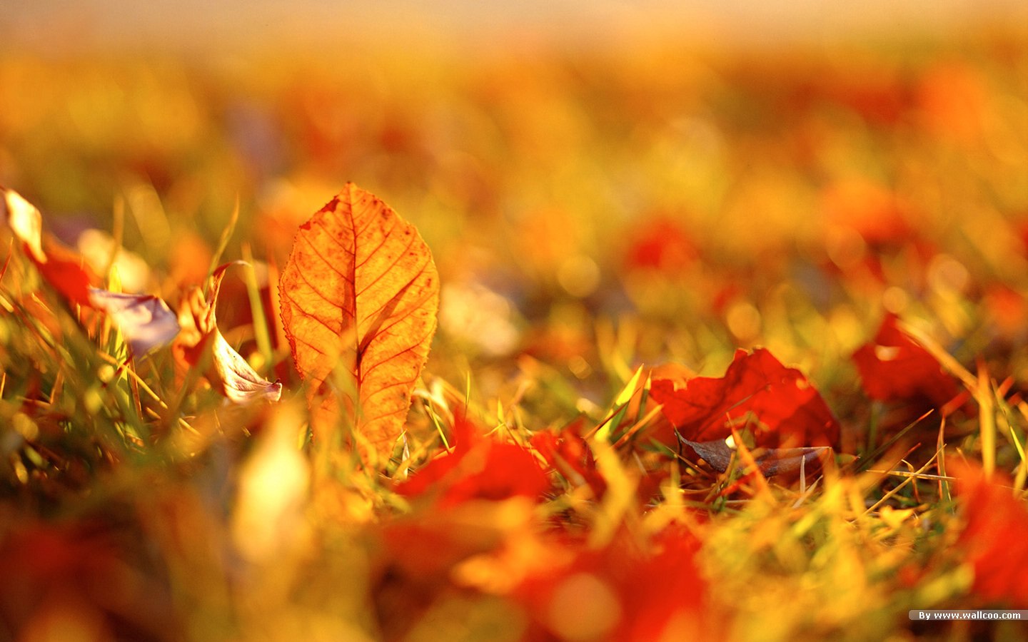 Autumn tints   Beautiful Fall leaves Widescreen wallpapers 1440900 NO