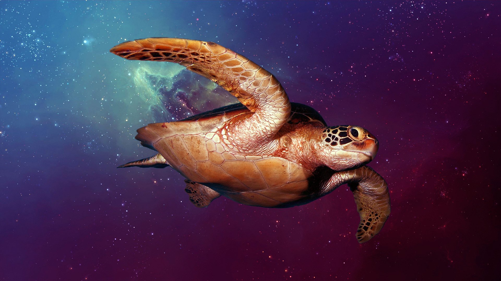 Space Turtle HD wallpaper 1920x1080