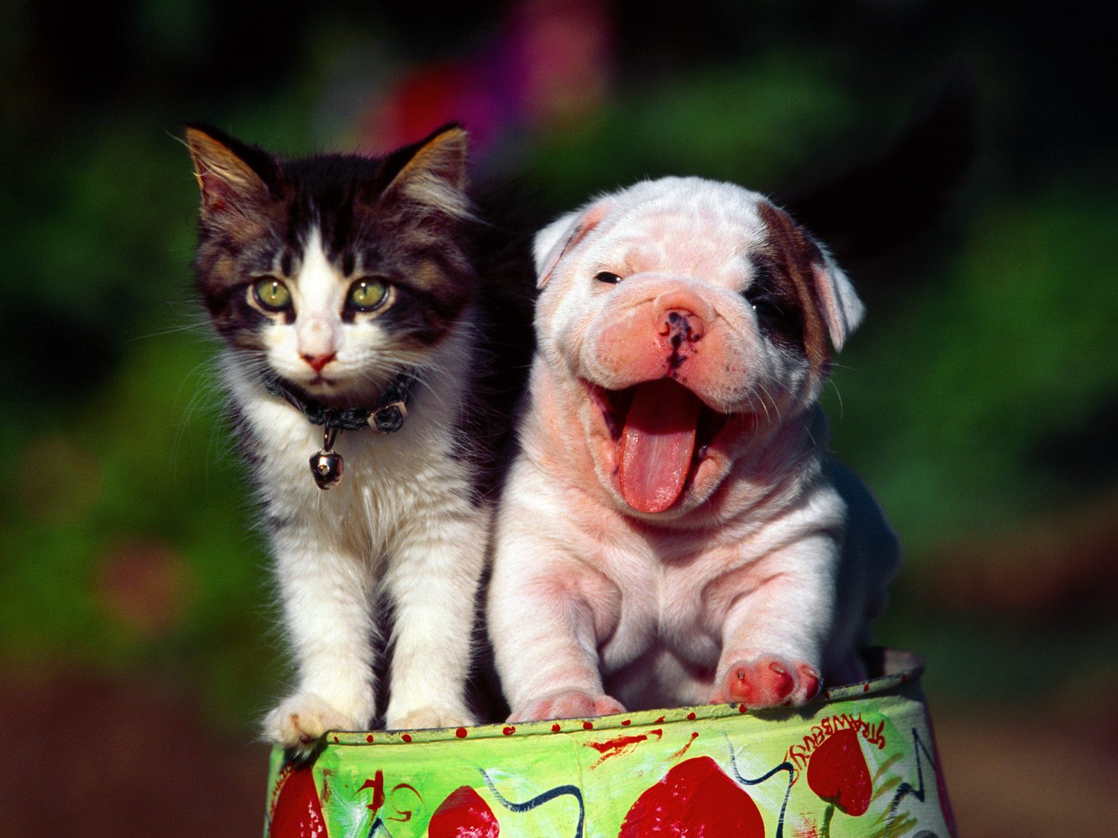 Animal Dogs and Cats Wallpaper High Quality WallpapersWallpaper