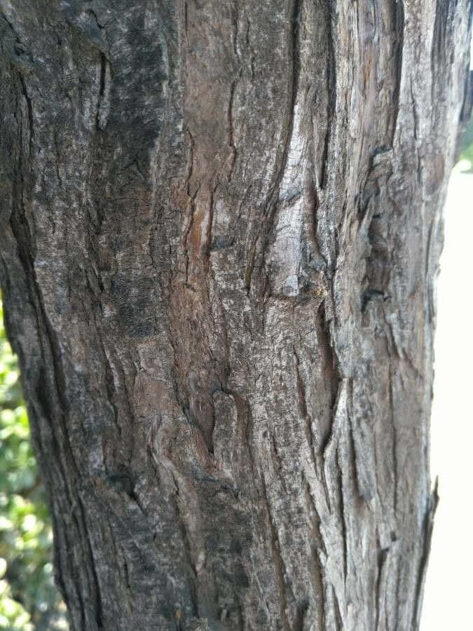 Black Locust X Wallpaper