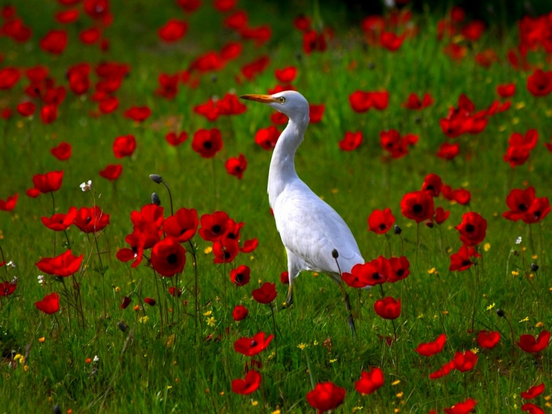 Bird Field Spring Walk Animals Birds Hd Desktop Wallpaper