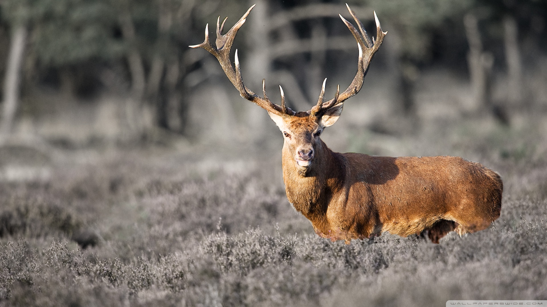 Animal Deer HD Wallpaper