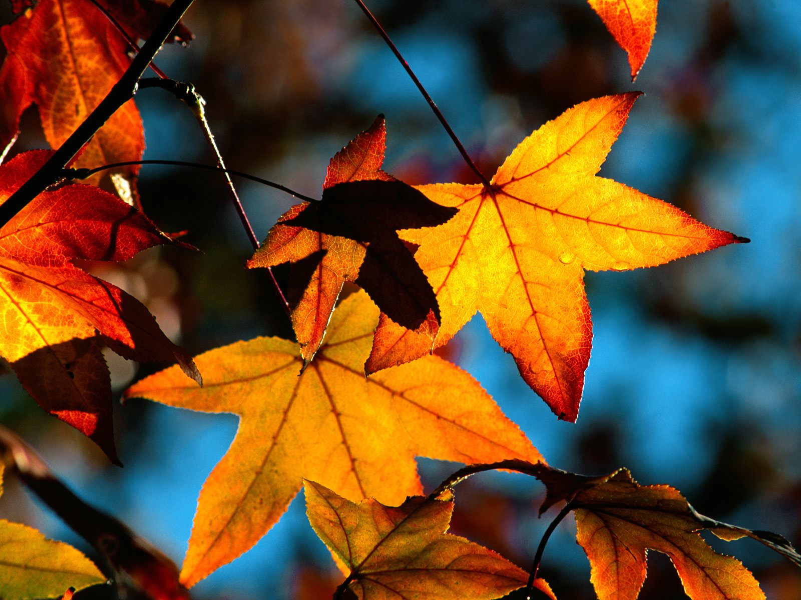 Colors Of Fall Wallpaper HD