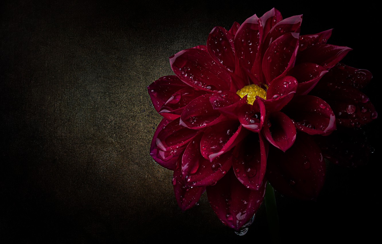 Wallpaper Flower Drops Macro Petals Black Background Scarlet