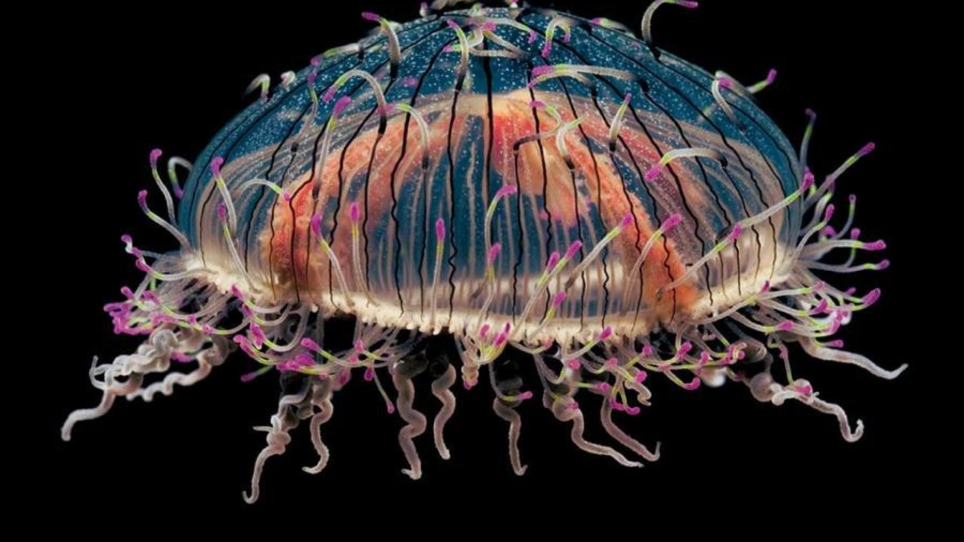Colorful Jellyfish Wallpaper HD
