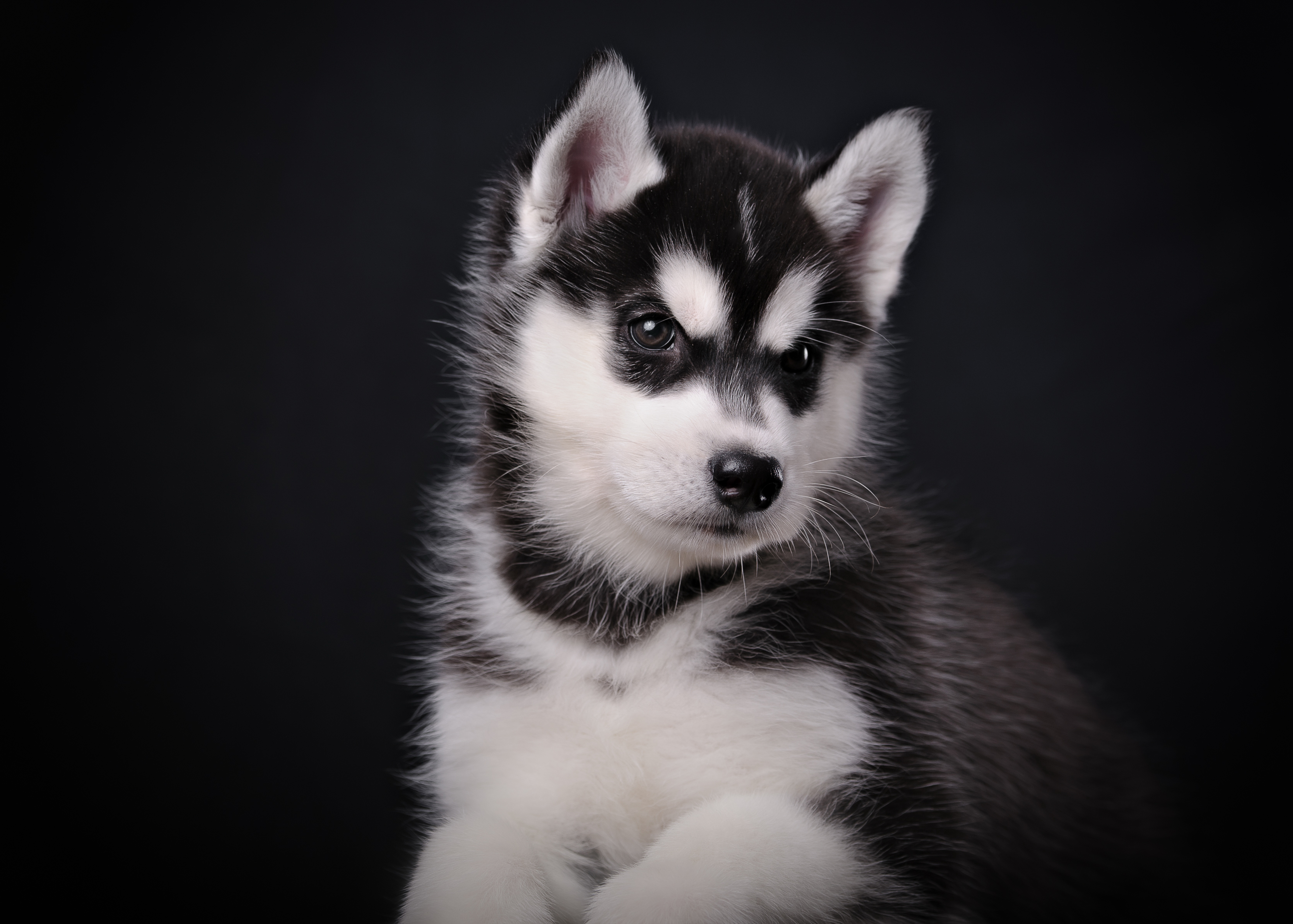 Adorable Husky Puppy on Black Background