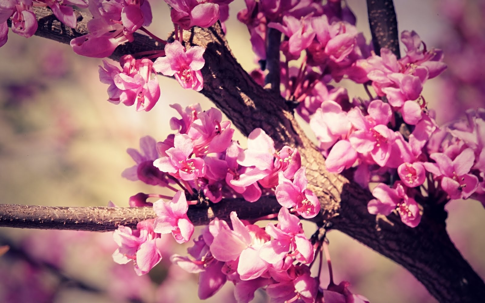 Peach Tree Bloomed With Pink Fuschia Flowers HD Wallpaper