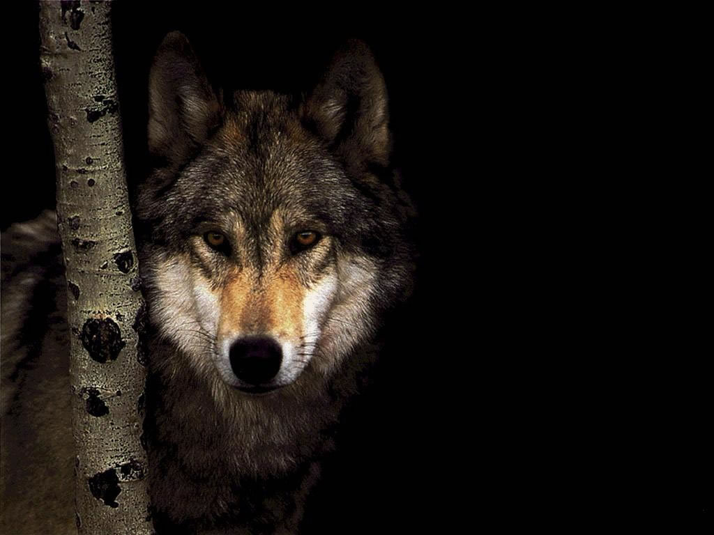 Wolves Image Wolf Wallpaper Photos