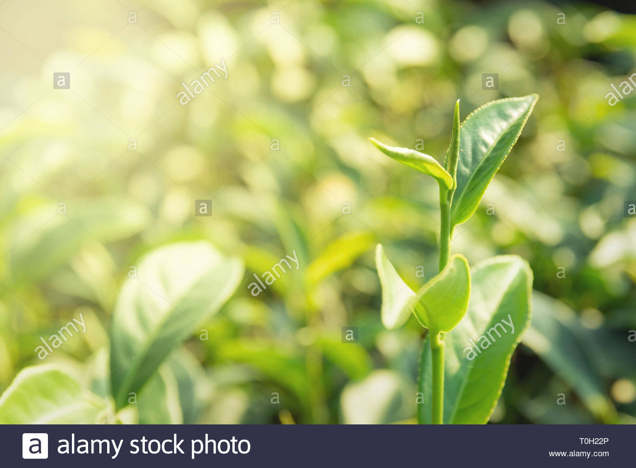 Nature Background Green Tea Leaves In The Morning Sun Stock Photo
