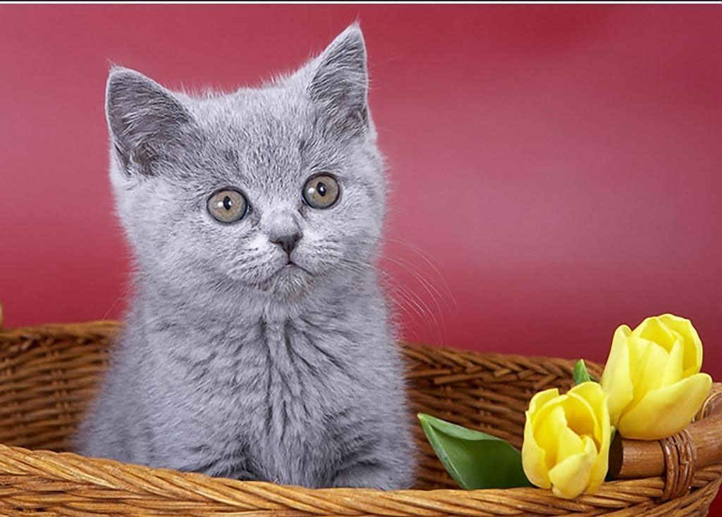 Cat And Flowers Puter Screen Saver Pc Desktop Wallpaper