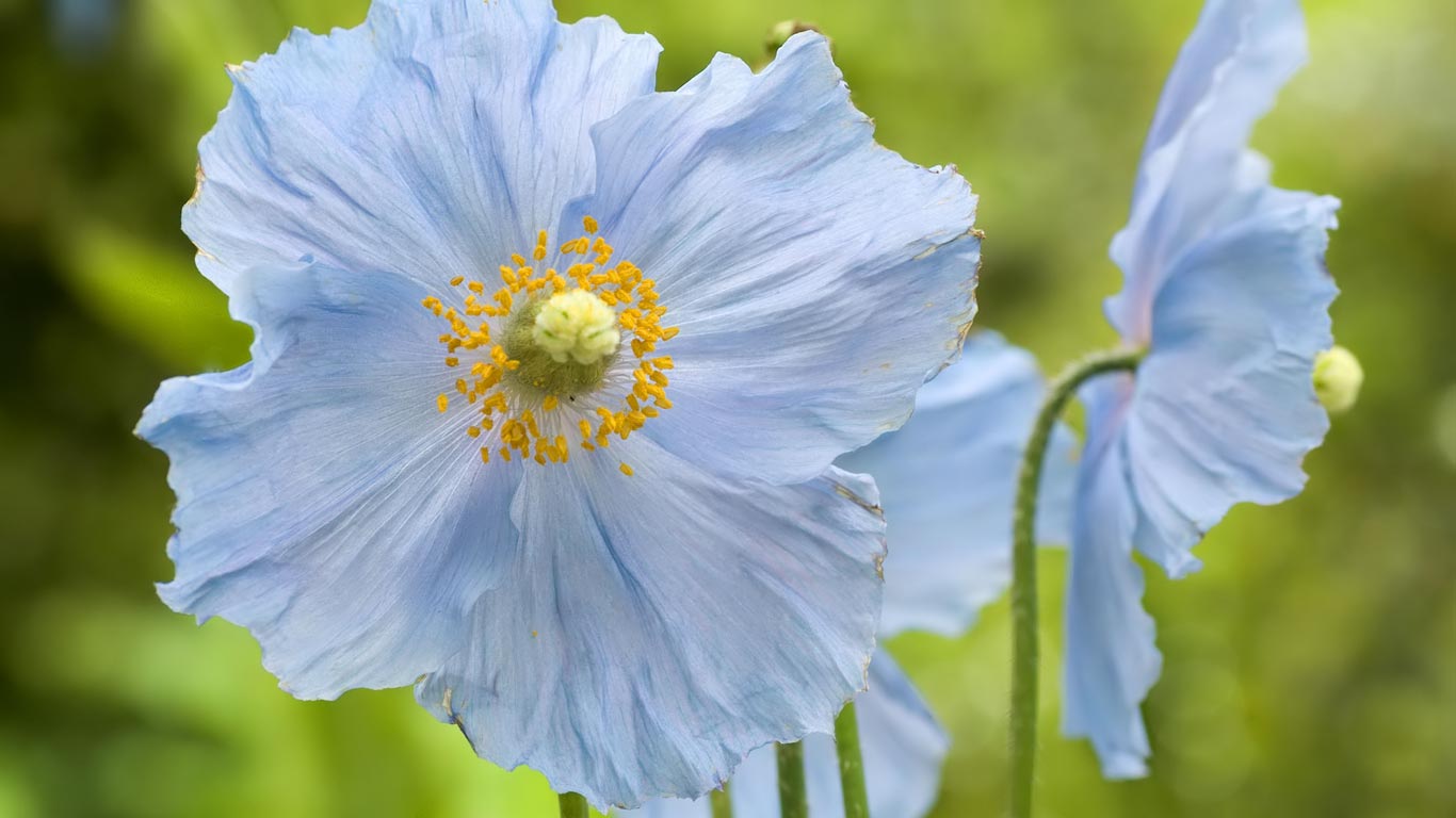 Blue Poppy Flowers HD Wallpaper Background