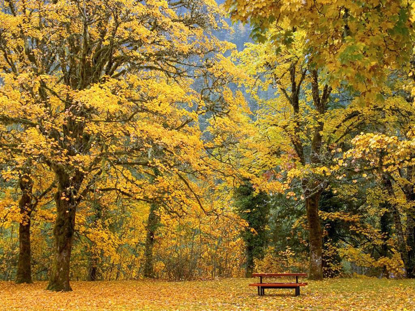 Wallpaper Beautiful Autumn Scenery