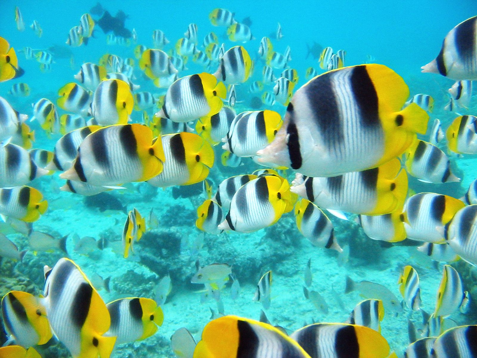 School Of Tropical Fish Tahiti Ocean Life Photography Desktop
