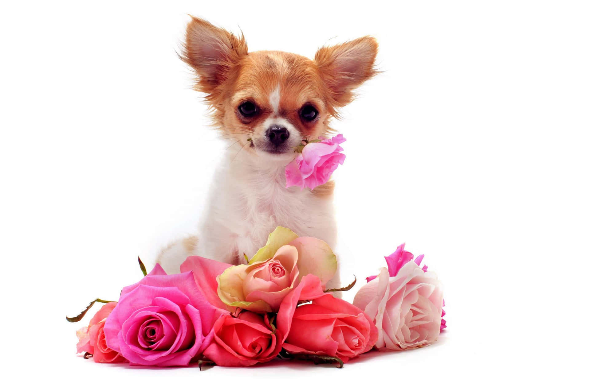 Pink Puppies Wallpaper