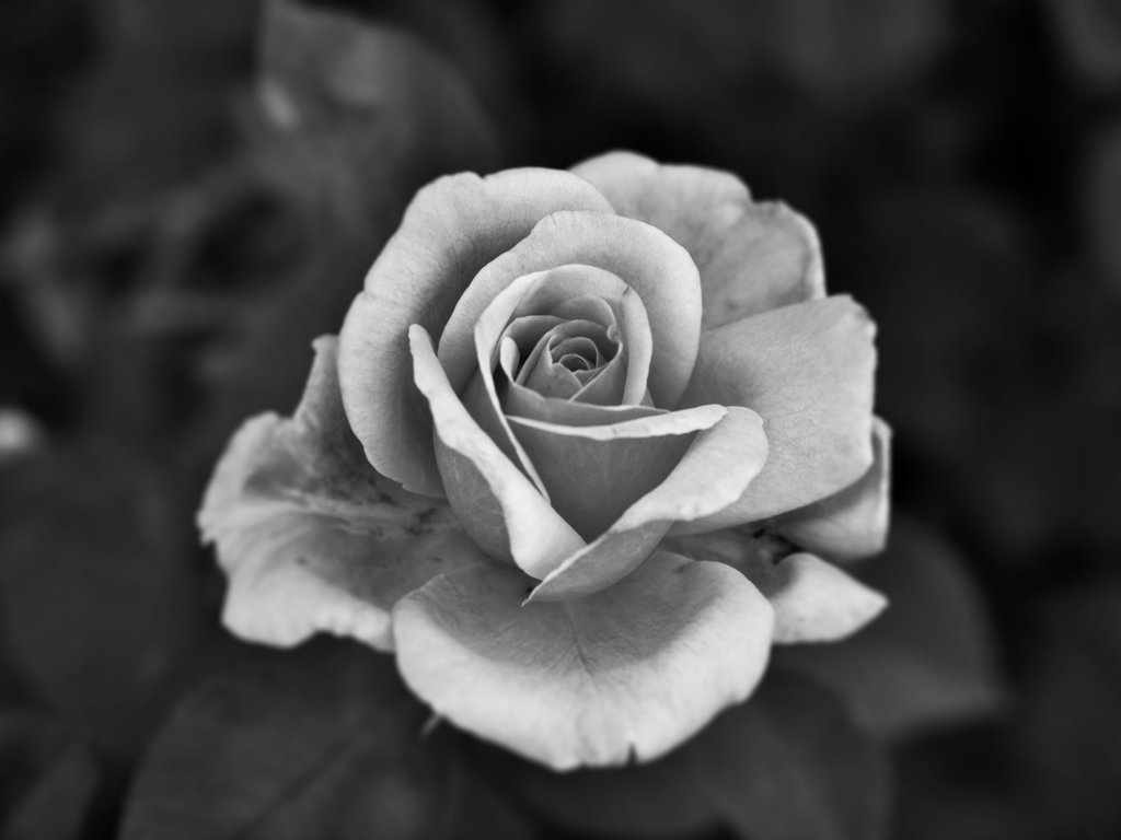Black And White Rose Zellox