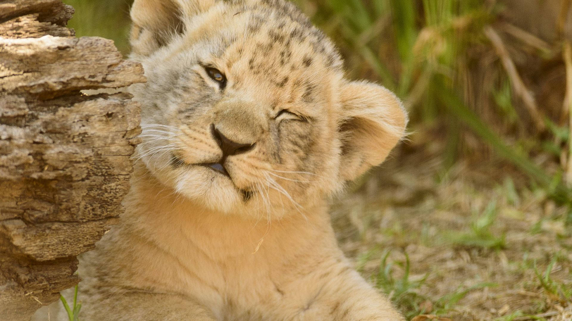 Cute Baby Lion Wallpaper