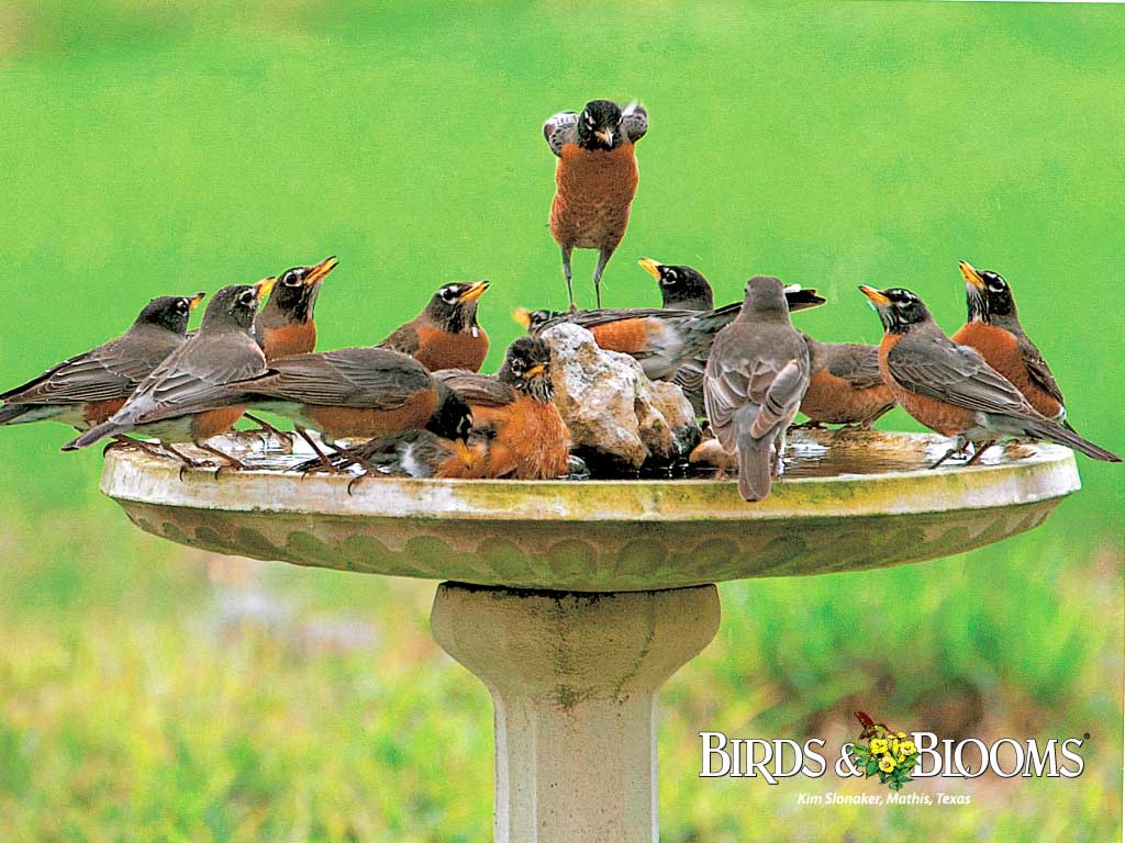 Birds And Blooms Image Of Pics