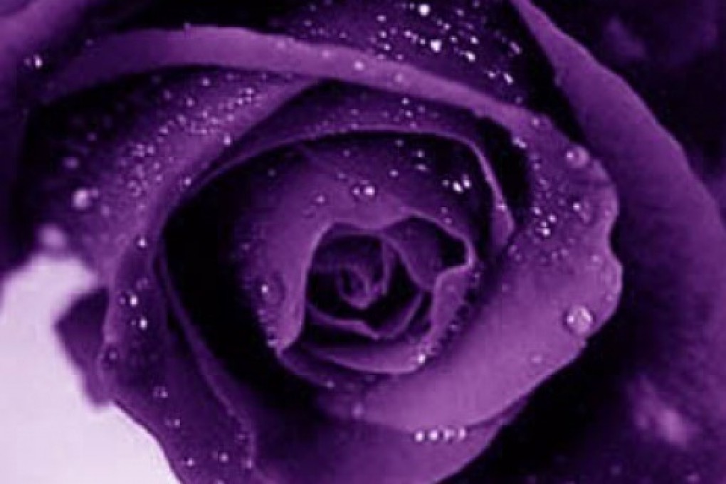 Purple Rose Flower Wallpaper