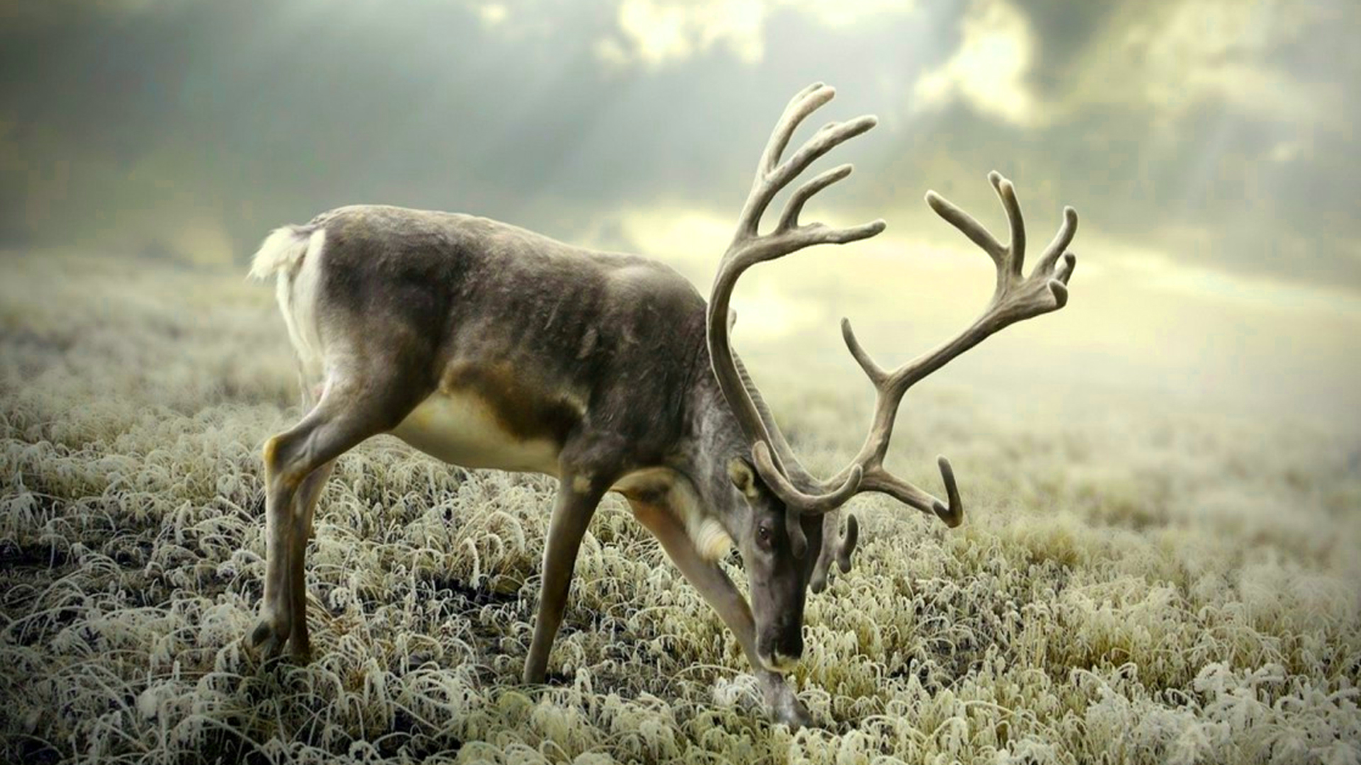 Reindeer Animal HD Wallpaper