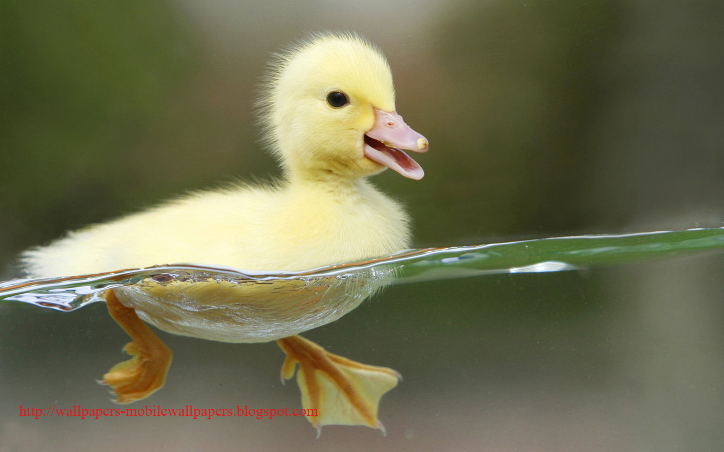 Cute Baby Ducks Images amp Pictures   Becuo