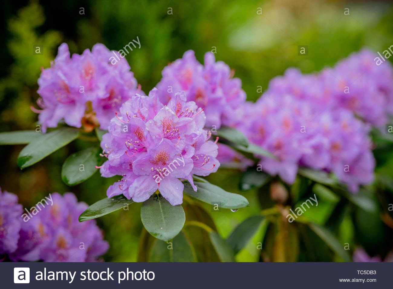 Pink Azalea Background Rhododendrons In