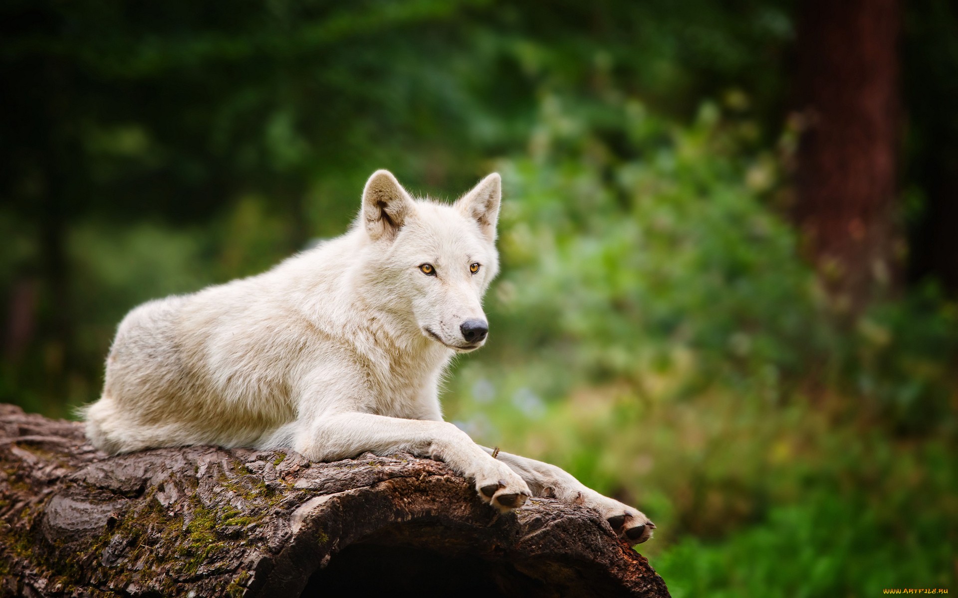 Arctic Wolf HD Wallpaper Background