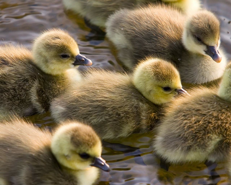 Related Pictures Baby Ducks Wallpaper